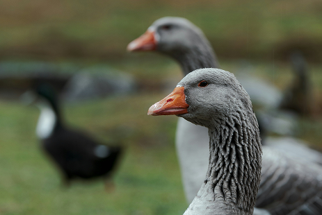 St. Martinsgans-Menü